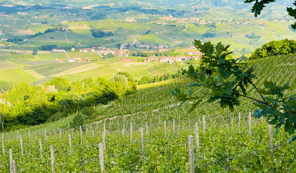 Vineyards and hills of the Roero at golden hour